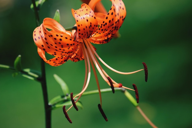 Foto primer plano de una mariposa polinizando una flor roja fresca