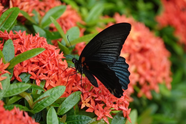 Foto primer plano de una mariposa polinizando una flor roja