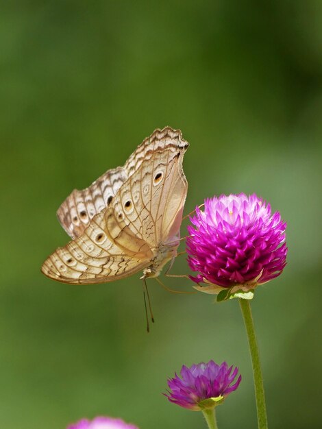 Foto primer plano de una mariposa polinizando una flor rosada