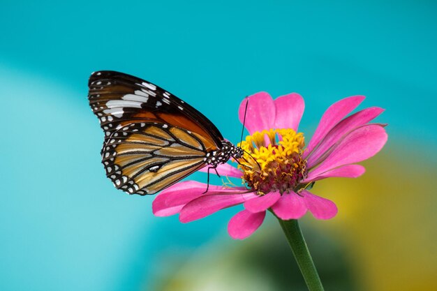 Foto primer plano de una mariposa polinizando una flor rosada