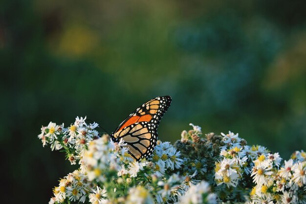 Foto primer plano de una mariposa polinizando una flor