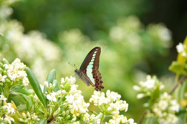 Foto primer plano de una mariposa polinizando una flor