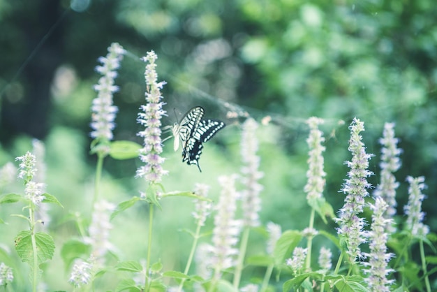 Foto primer plano de una mariposa polinizando una flor