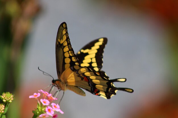 Foto primer plano de una mariposa polinizando una flor