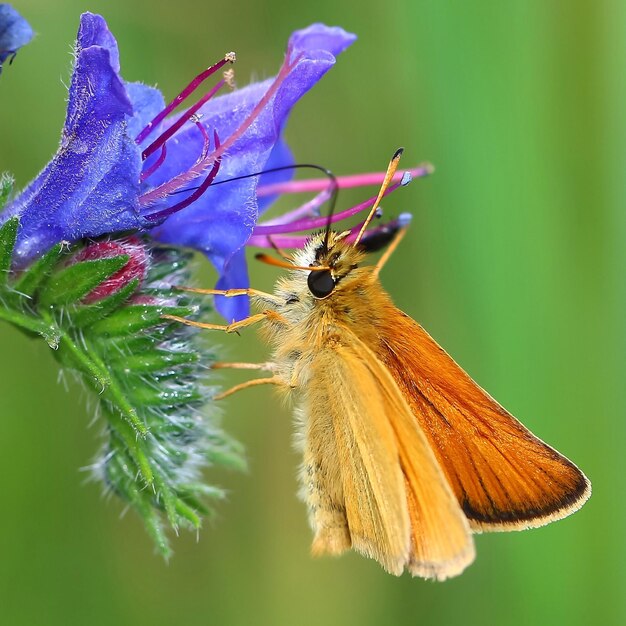 Foto primer plano de una mariposa polinizando una flor