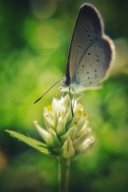 Primer plano de una mariposa polinizando una flor