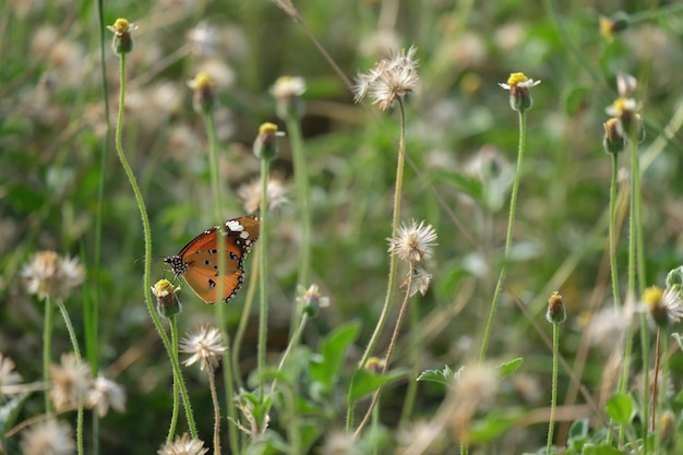 Primer plano de una mariposa polinizando una flor
