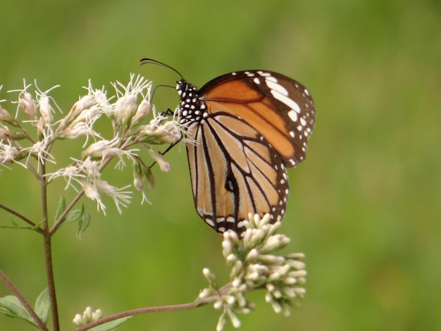 Foto primer plano de una mariposa polinizando una flor