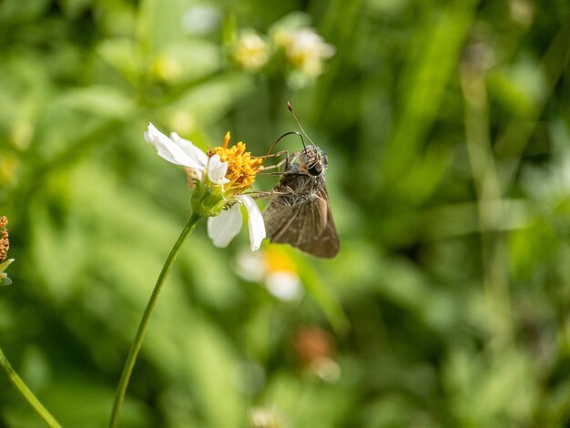 Foto primer plano de una mariposa polinizando una flor