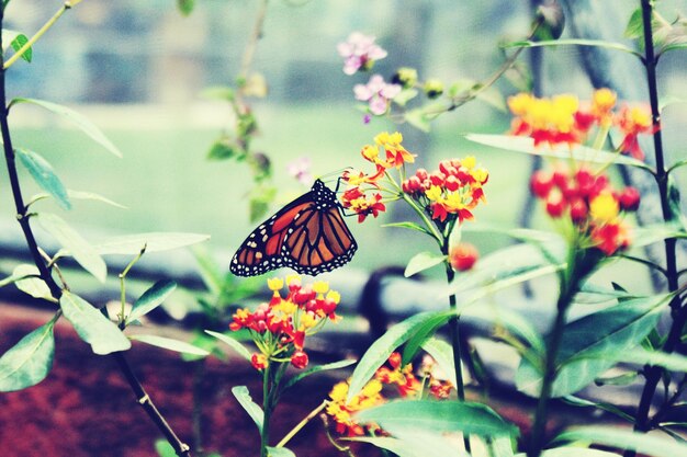 Foto primer plano de una mariposa polinizando una flor