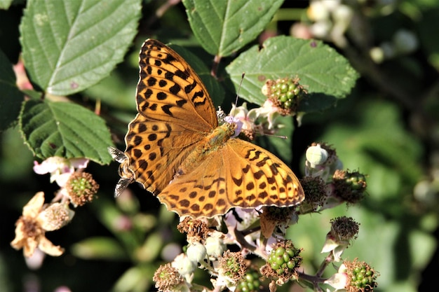 Foto primer plano de una mariposa polinizando una flor