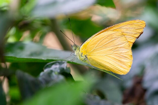 Foto primer plano de una mariposa polinizando una flor