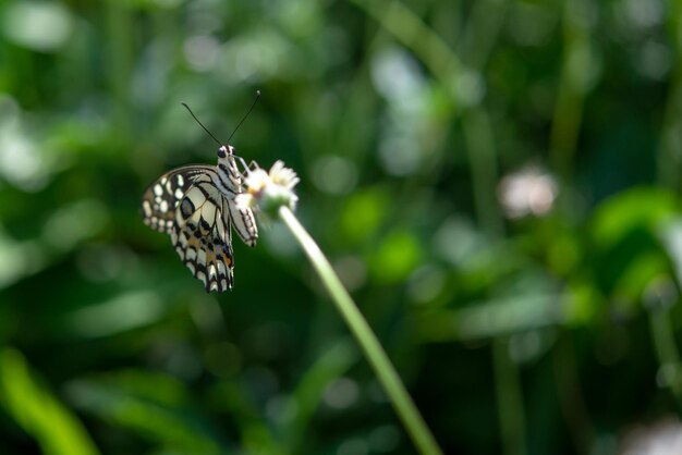Foto primer plano de una mariposa polinizando una flor
