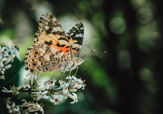 Primer plano de una mariposa polinizando una flor