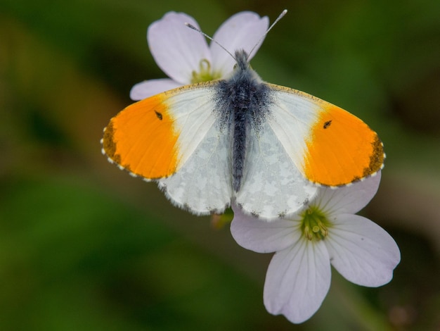 Foto primer plano de una mariposa polinizando una flor