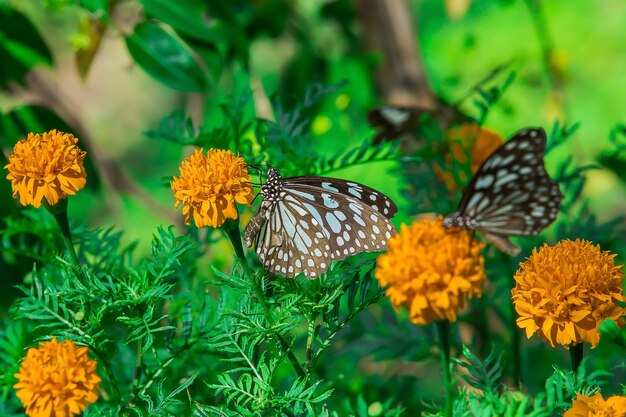 Foto primer plano de una mariposa polinizando una flor