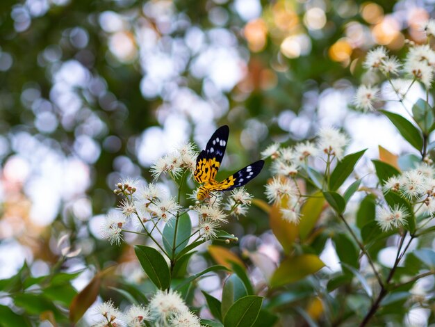 Primer plano de una mariposa polinizando una flor