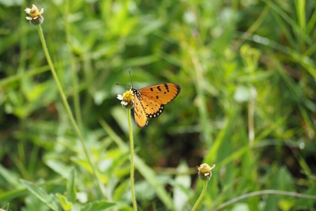 Primer plano de una mariposa polinizando una flor