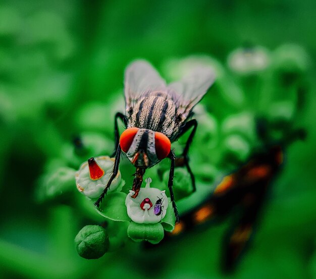 Primer plano de una mariposa polinizando una flor