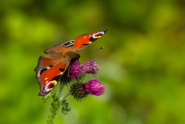 Foto primer plano de una mariposa polinizando una flor