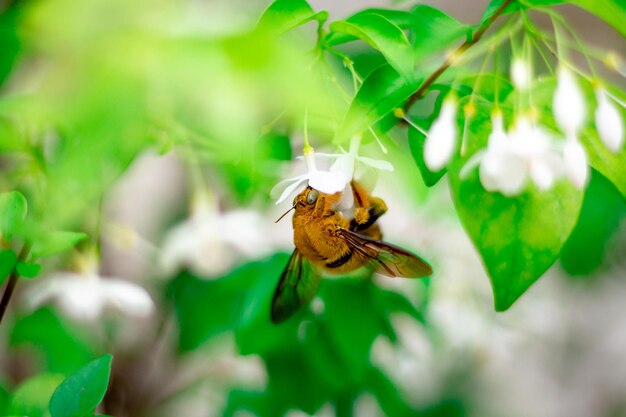 Foto primer plano de una mariposa polinizando una flor