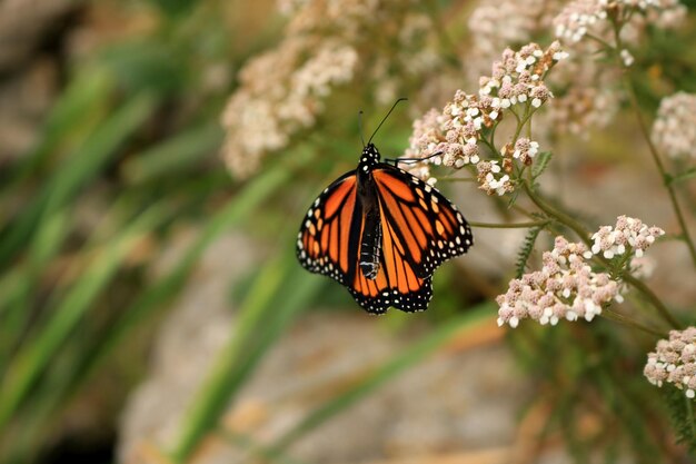 Primer plano de una mariposa polinizando una flor