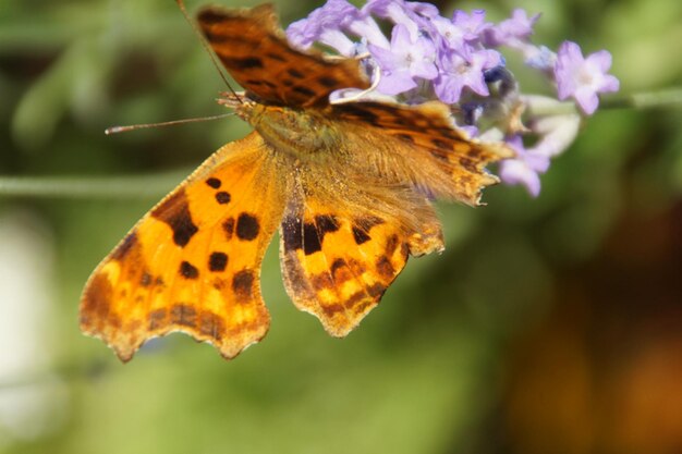 Primer plano de una mariposa polinizando una flor