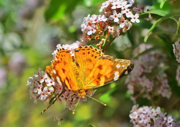 Foto primer plano de una mariposa polinizando una flor