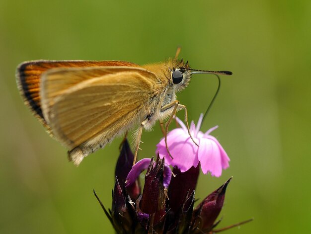 Primer plano de una mariposa polinizando una flor