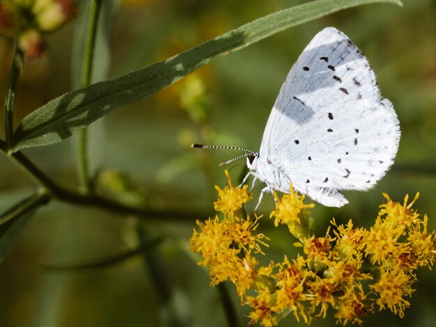 Foto primer plano de una mariposa polinizando una flor