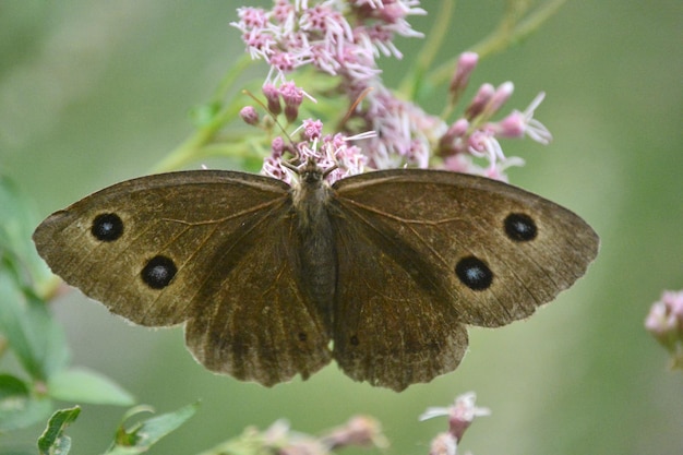 Foto primer plano de una mariposa polinizando una flor