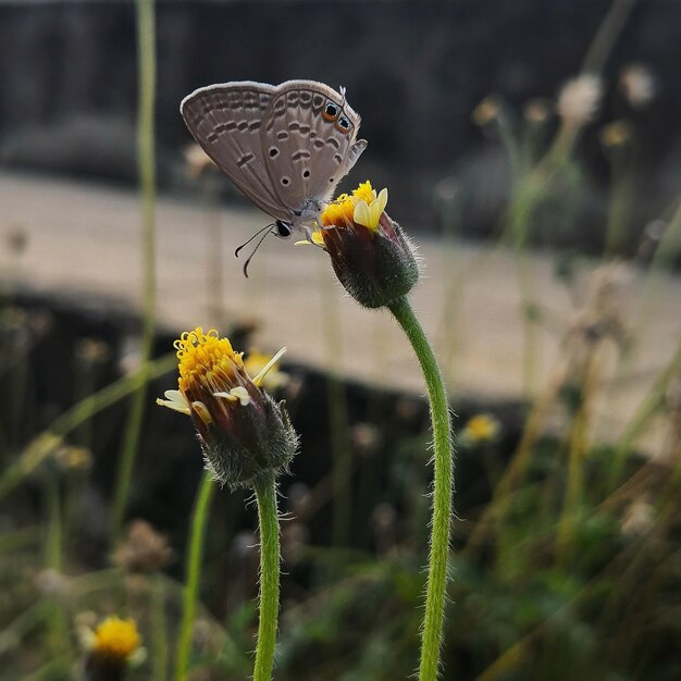 Foto primer plano de una mariposa polinizando una flor