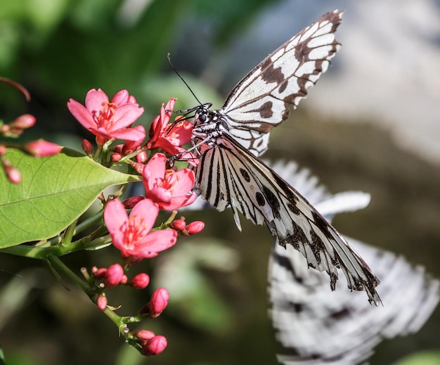 Foto primer plano de una mariposa polinizando una flor