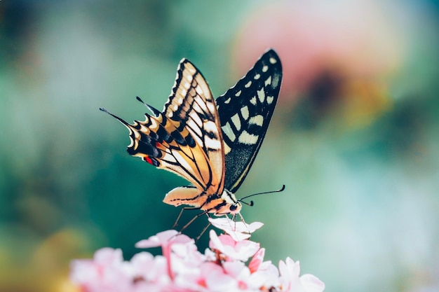 Primer plano de una mariposa polinizando una flor
