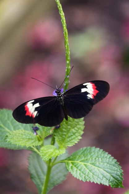 Foto primer plano de una mariposa polinizando una flor