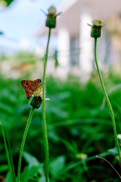 Foto primer plano de una mariposa polinizando una flor