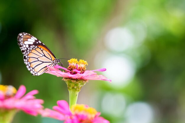 Foto primer plano de una mariposa posada en una flor rosada