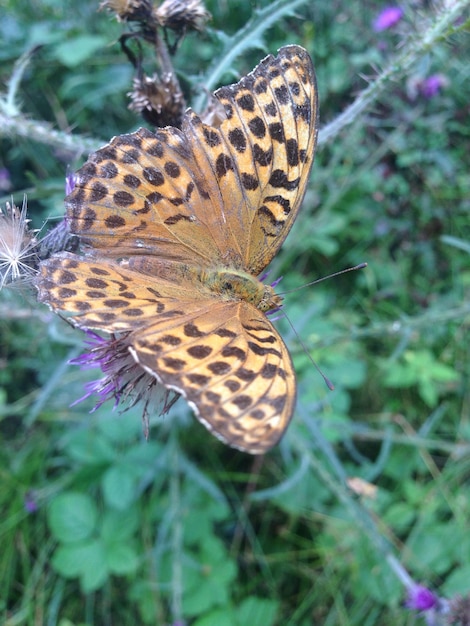 Foto primer plano de una mariposa posada en una flor