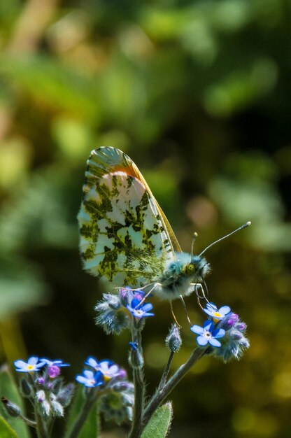 Foto primer plano de una mariposa posada en una flor