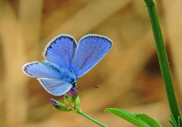 Foto primer plano de una mariposa posada en una flor