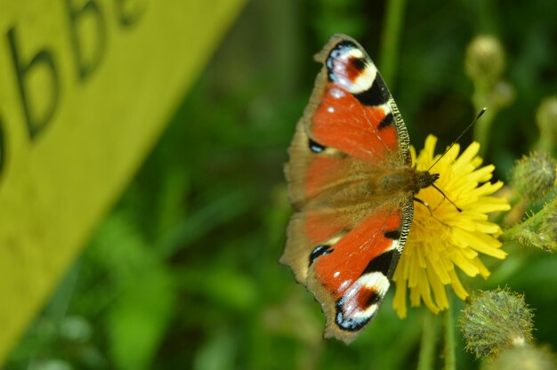 Primer plano de una mariposa posada en una flor