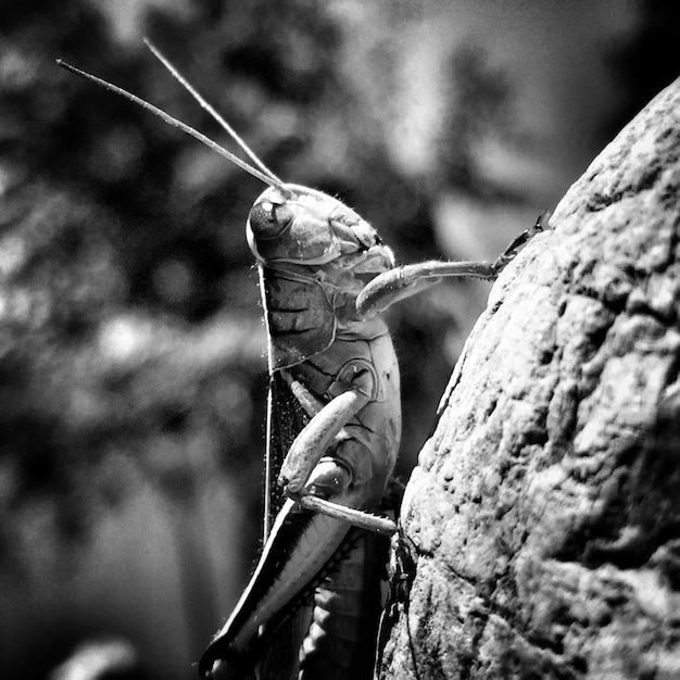 Foto primer plano de una mariposa posada en una hoja