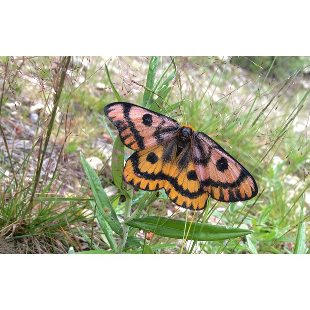 Foto primer plano de una mariposa posada en una hoja