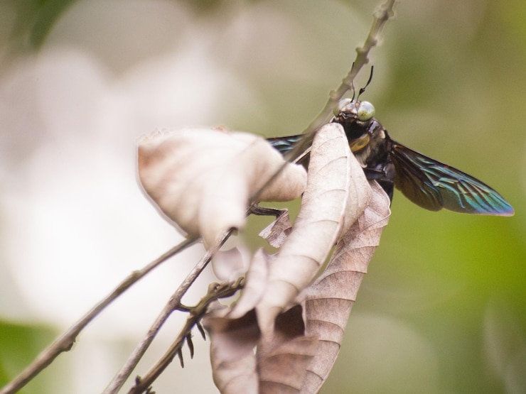 Foto primer plano de una mariposa posada en una planta