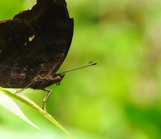 Foto primer plano de una mariposa posada en una planta