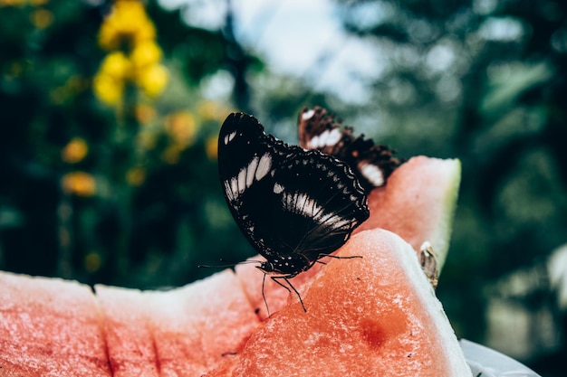 Foto primer plano de una mariposa posada en una sandía