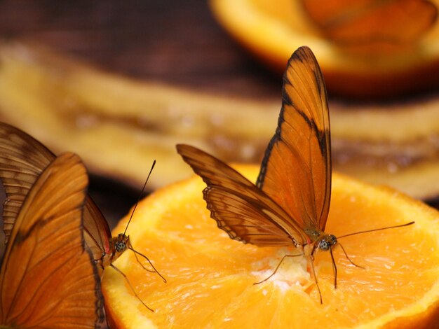 Foto primer plano de una mariposa que se alimenta de una naranja