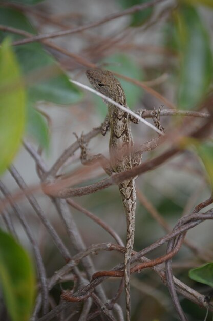 Foto primer plano de una mariposa en una rama de un árbol