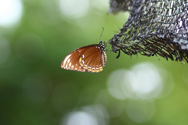 Primer plano de una mariposa en la red