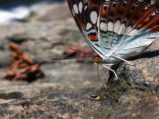 Foto primer plano de una mariposa en una roca